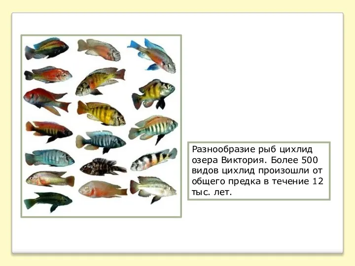 Разнообразие рыб цихлид озера Виктория. Более 500 видов цихлид произошли от