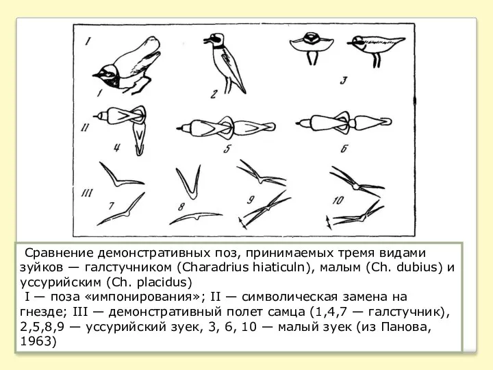 Сравнение демонстративных поз, принимаемых тремя видами зуйков — галстучником (Charadrius hiaticuln),