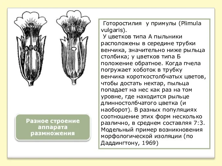 Готоростилия у примулы (Plimula vulgaris). У цветков типа А пыльники расположены