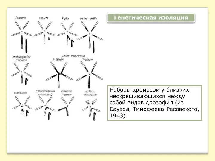 Наборы хромосом у близких нескрещивающихся между собой видов дрозофил (из Бауэра, Тимофеева-Ресовского, 1943).