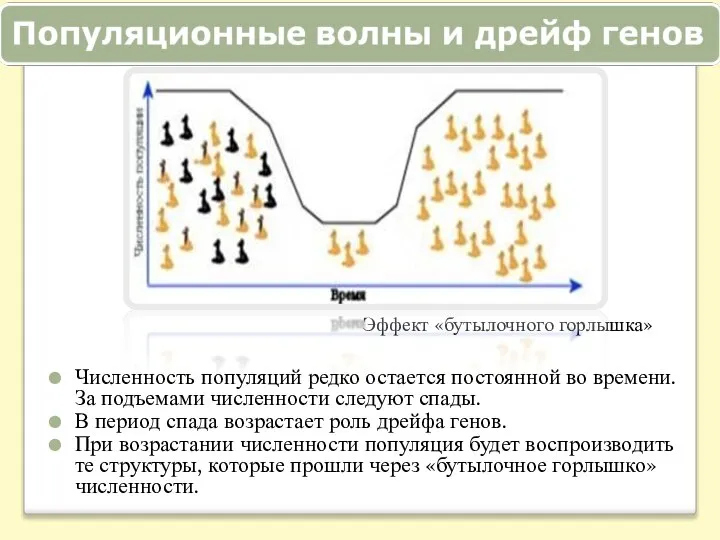 Эффект «бутылочного горлышка» Численность популяций редко остается постоянной во времени. За