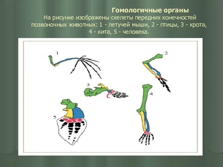 Гомологичные органы На рисунке изображены скелеты передних конечностей позвоночных животных: 1