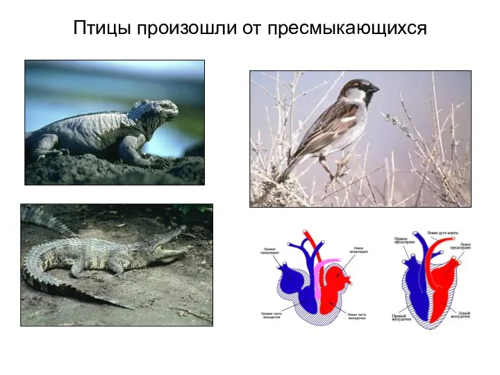 Птицы произошли от пресмыкающихся