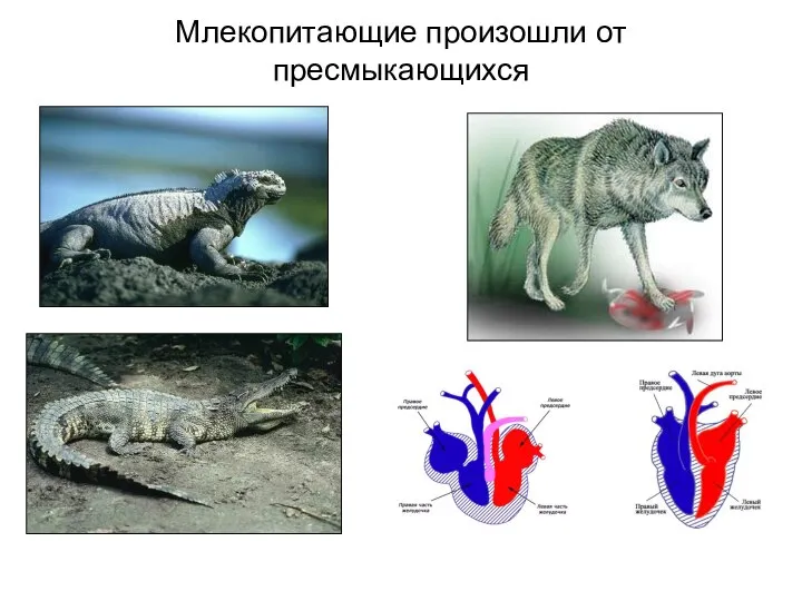 Млекопитающие произошли от пресмыкающихся