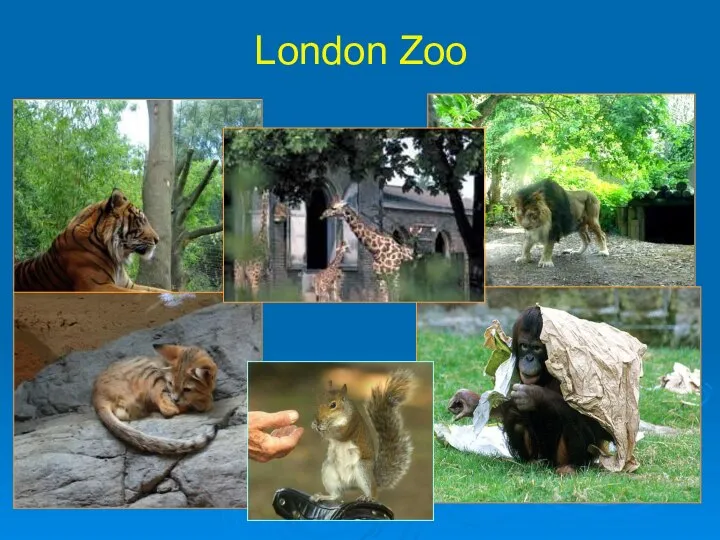 London Zoo