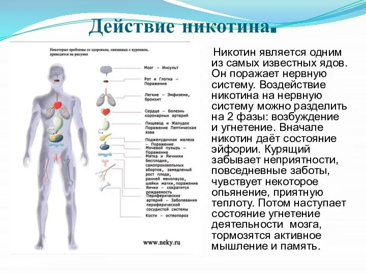 Действие никотина. Никотин является одним из самых известных ядов. Он поражает