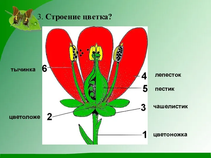 3. Строение цветка? цветоножка тычинка лепесток пестик чашелистик цветоложе