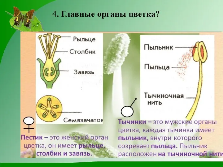 4. Главные органы цветка?