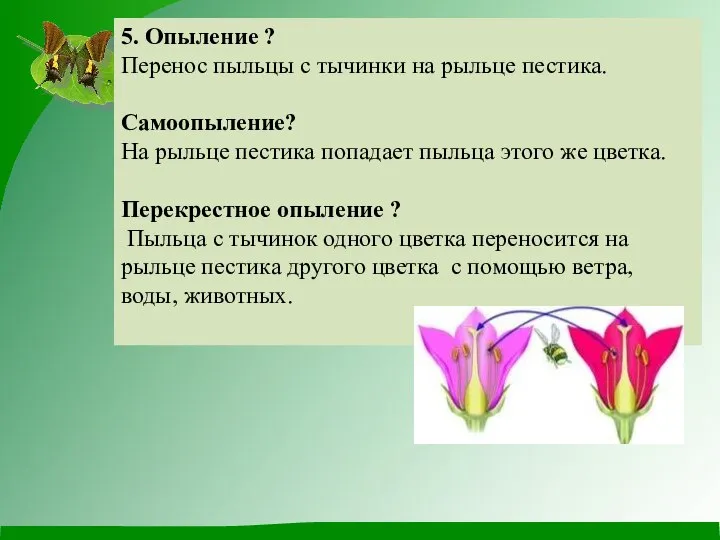 5. Опыление ? Перенос пыльцы с тычинки на рыльце пестика. Самоопыление?