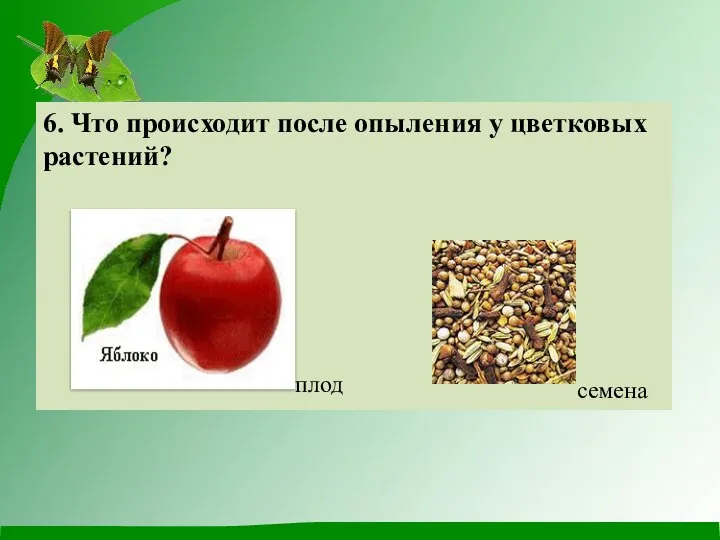 6. Что происходит после опыления у цветковых растений? плод семена