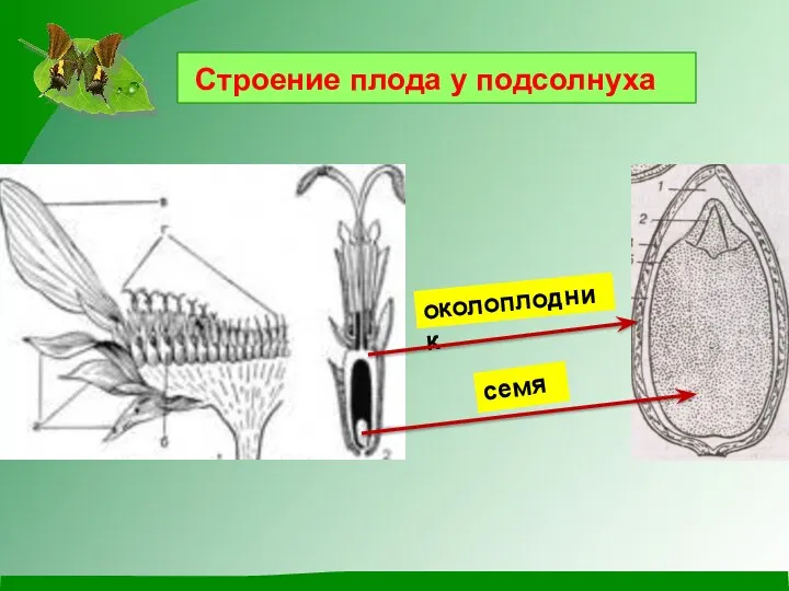 Строение плода у подсолнуха семя околоплодник