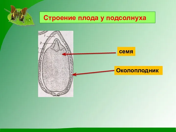 Околоплодник семя Строение плода у подсолнуха