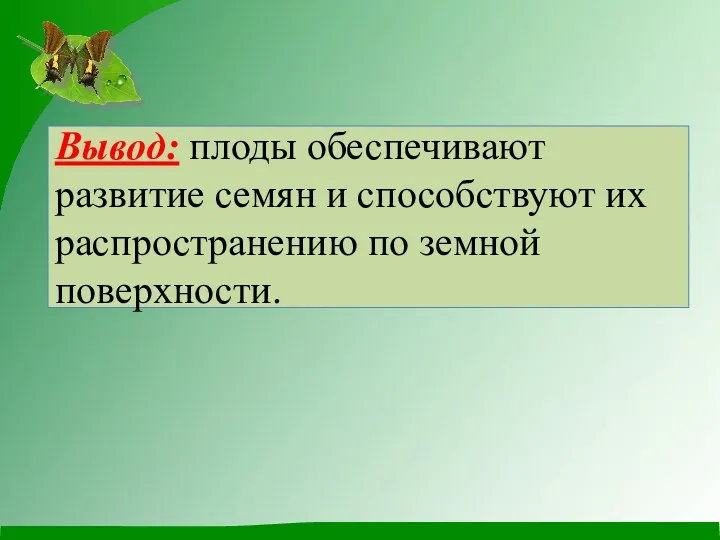 Вывод: плоды обеспечивают развитие семян и способствуют их распространению по земной поверхности.