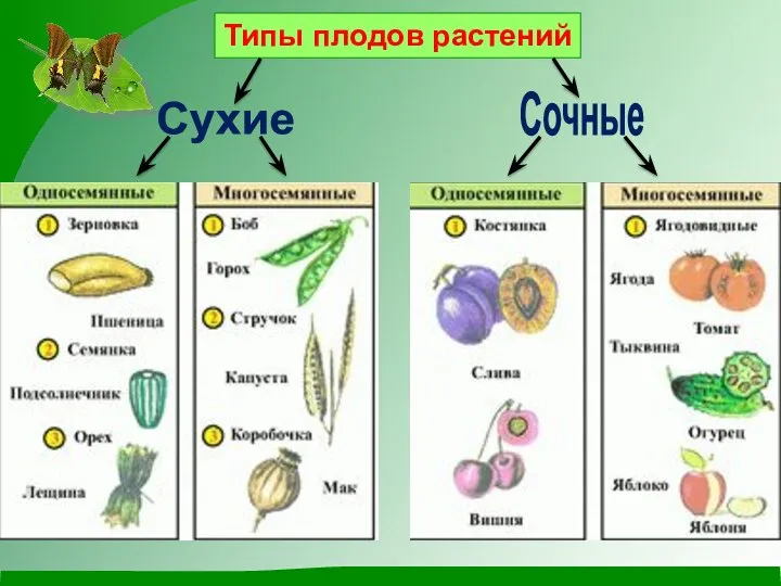 Типы плодов растений Сухие Сочные