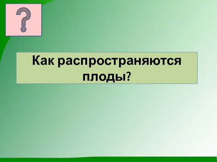 Как распространяются плоды?