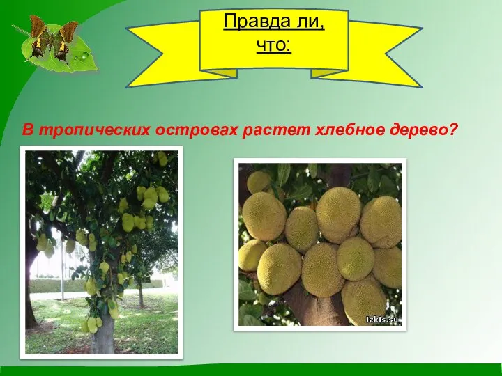 Правда ли, что: В тропических островах растет хлебное дерево?