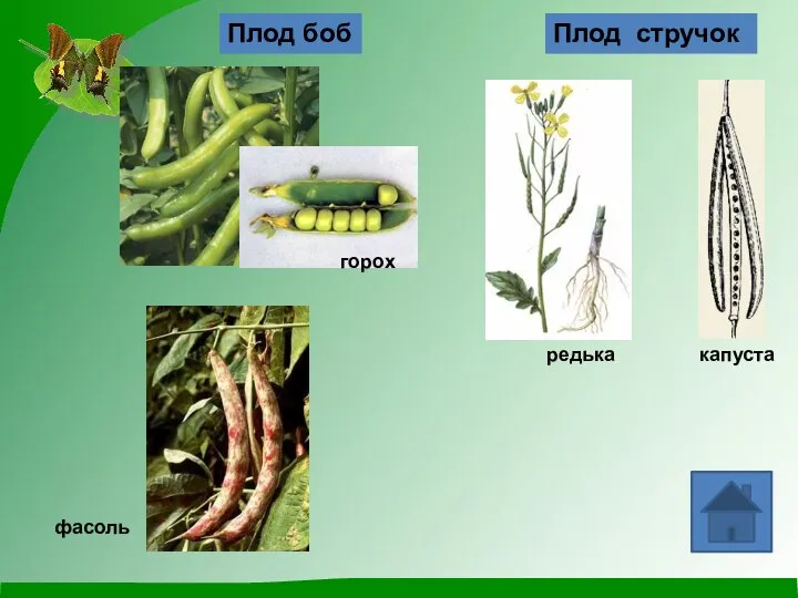 Плод боб Плод стручок фасоль горох редька капуста