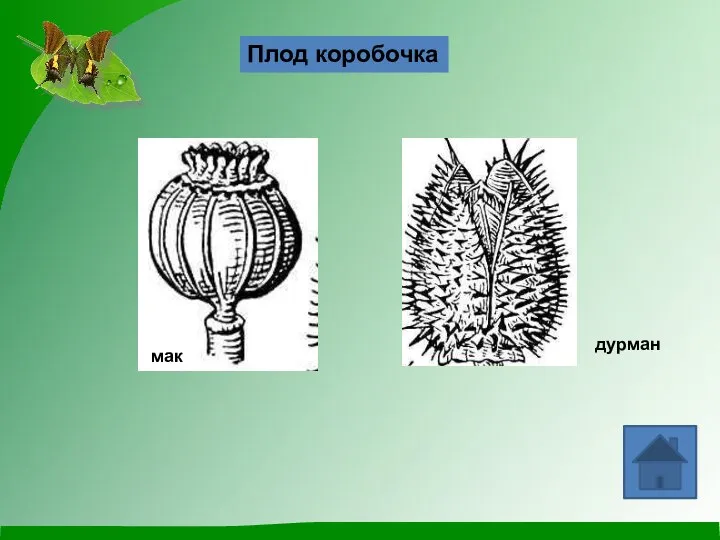 Плод коробочка мак дурман