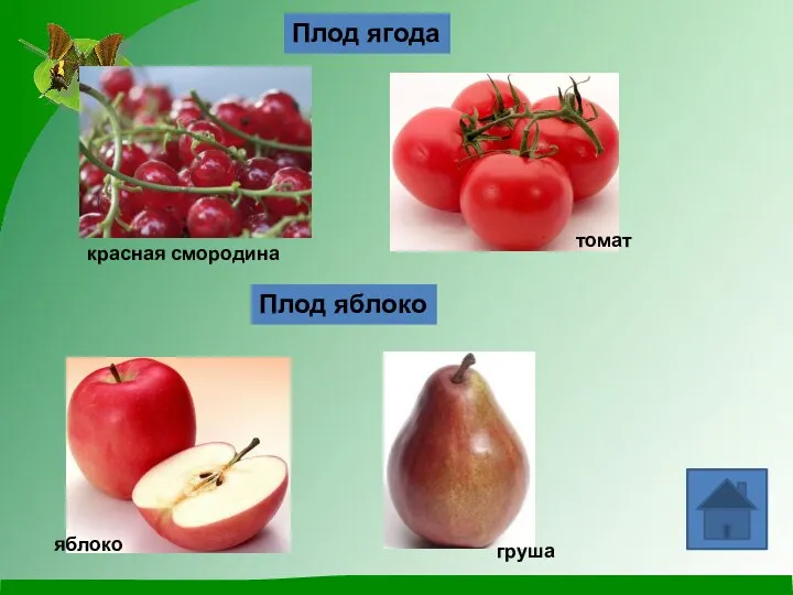 Плод ягода Плод яблоко красная смородина яблоко груша томат