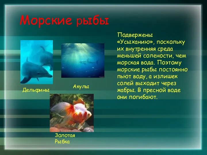 Морские рыбы Подвержены «Усыханию», поскольку их внутренняя среда меньшей солености, чем