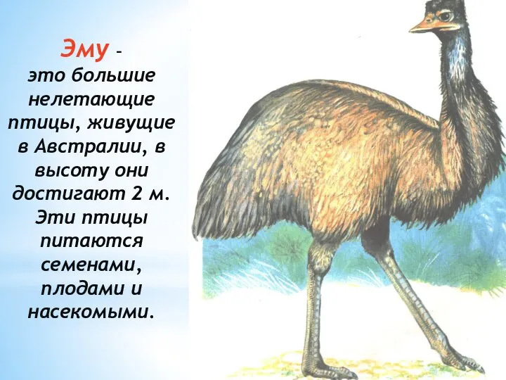 Эму – это большие нелетающие птицы, живущие в Австралии, в высоту