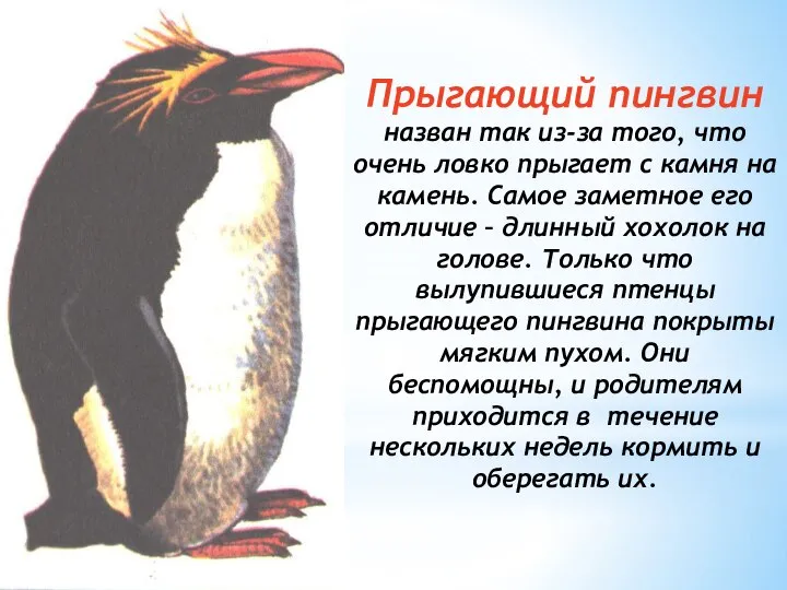 Прыгающий пингвин назван так из-за того, что очень ловко прыгает с