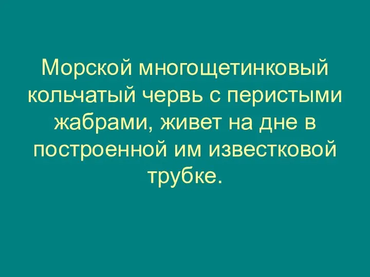 Морской многощетинковый кольчатый червь с перистыми жабрами, живет на дне в построенной им известковой трубке.