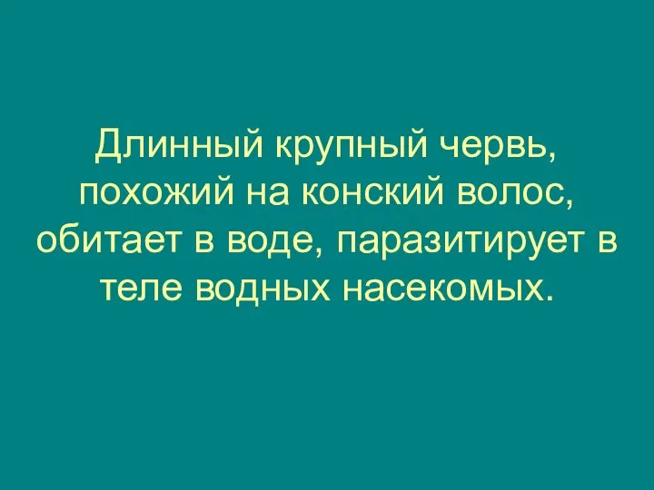 Длинный крупный червь, похожий на конский волос, обитает в воде, паразитирует в теле водных насекомых.