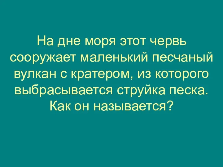 На дне моря этот червь сооружает маленький песчаный вулкан с кратером,