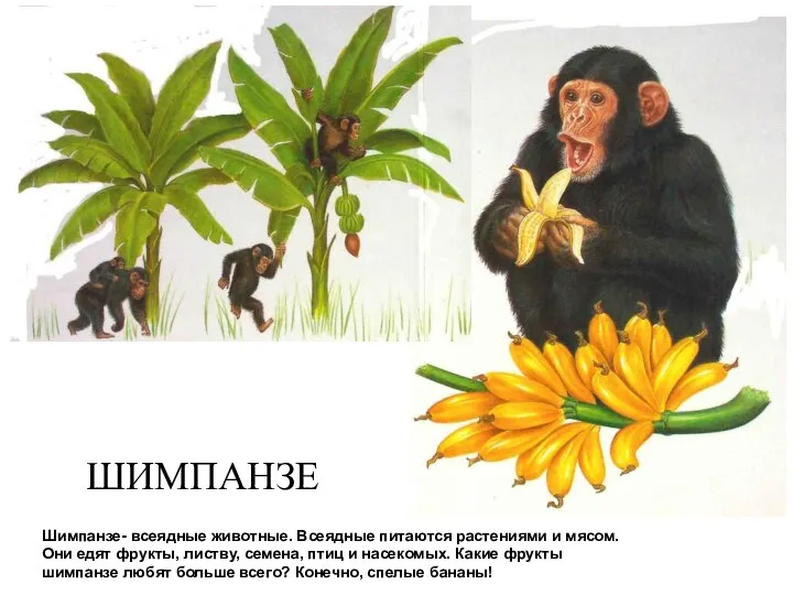 Шимпанзе- всеядные животные. Всеядные питаются растениями и мясом. Они едят фрукты,