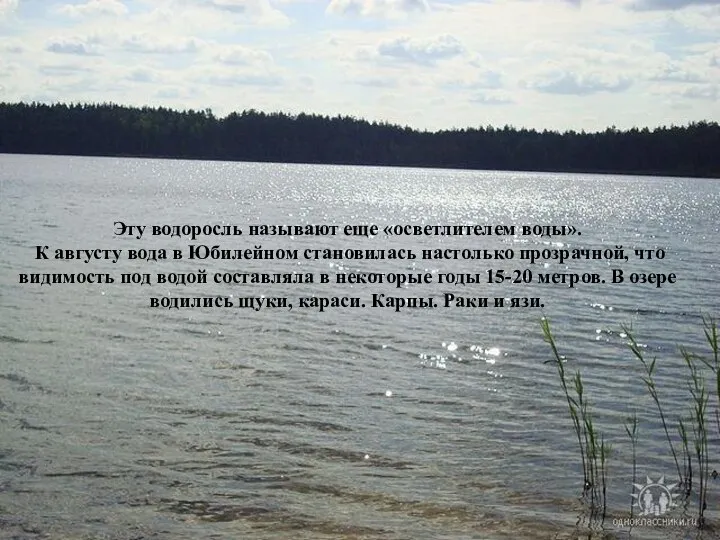 Эту водоросль называют еще «осветлителем воды». К августу вода в Юбилейном