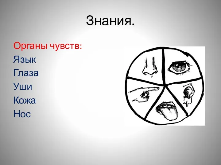 Знания. Органы чувств: Язык Глаза Уши Кожа Нос