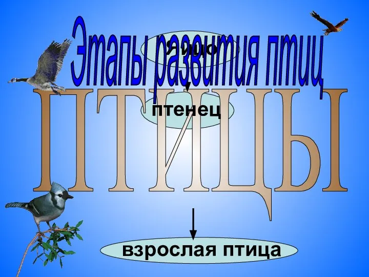 ПТИЦЫ Яйцо птенец взрослая птица Этапы развития птиц