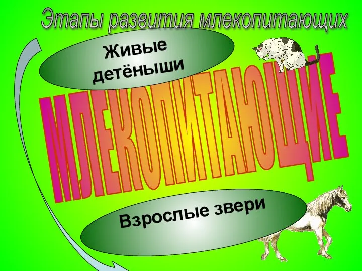 МЛЕКОПИТАЮЩИЕ Живые детёныши Взрослые звери Этапы развития млекопитающих