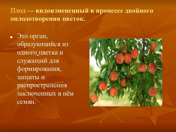 Плод — видоизмененный в процессе двойного оплодотворения цветок. Это орган, образующийся