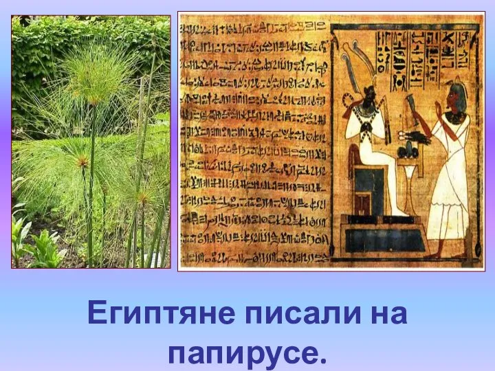 Египтяне писали на папирусе.
