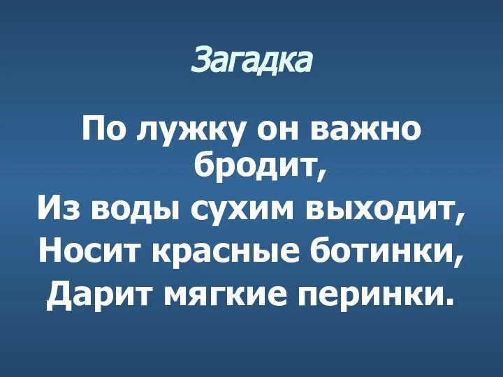 Загадка По лужку он важно бродит, Из воды сухим выходит, Носит красные ботинки, Дарит мягкие перинки.