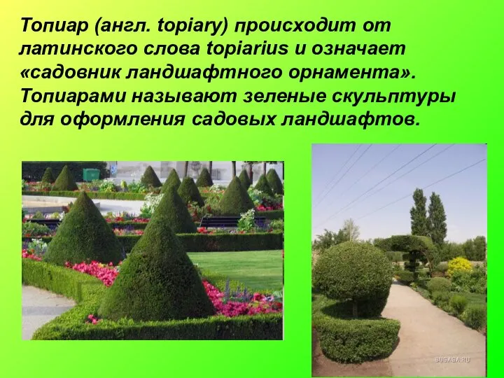 Топиар (англ. topiary) происходит от латинского слова topiarius и означает «садовник