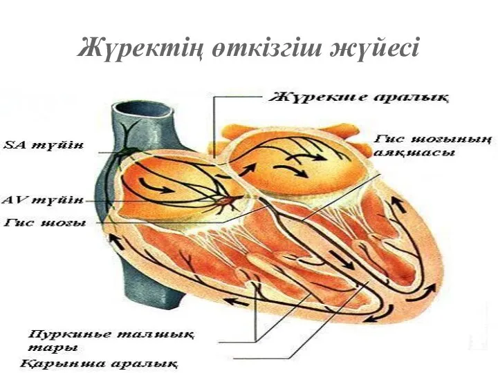 Жүректің өткізгіш жүйесі