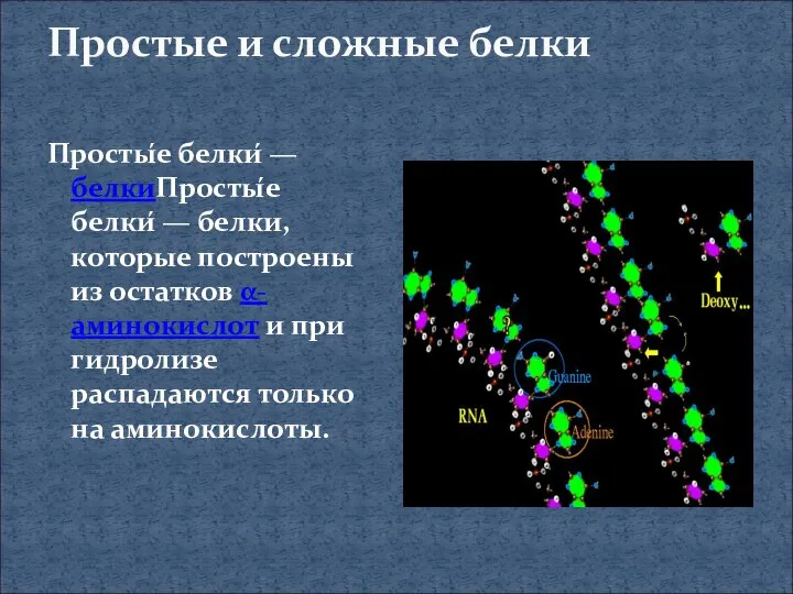 Простые и сложные белки Просты́е белки́ — белкиПросты́е белки́ — белки,