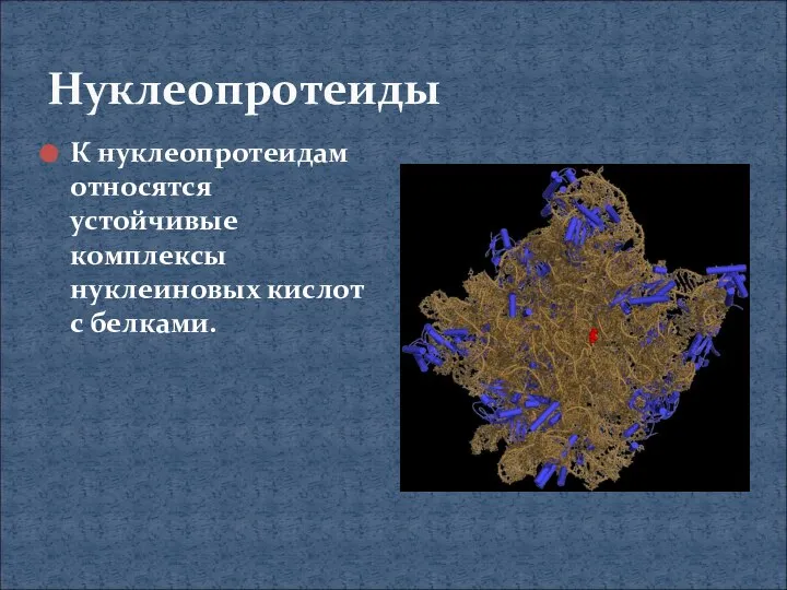 Нуклеопротеиды К нуклеопротеидам относятся устойчивые комплексы нуклеиновых кислот с белками.