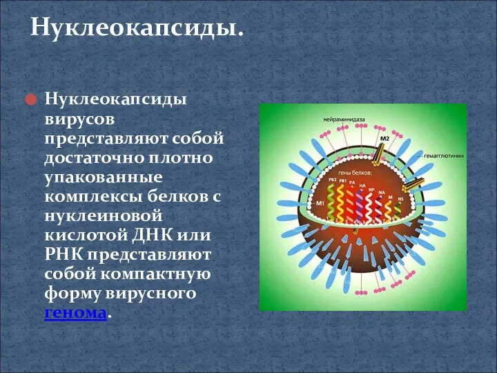 Нуклеокапсиды. Нуклеокапсиды вирусов представляют собой достаточно плотно упакованные комплексы белков с