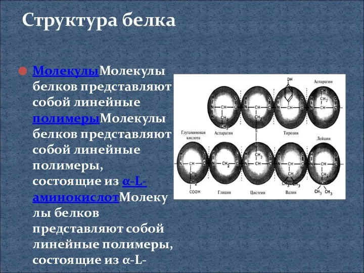 Структура белка МолекулыМолекулы белков представляют собой линейные полимерыМолекулы белков представляют собой