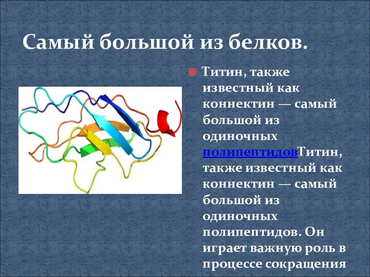 Самый большой из белков. Титин, также известный как коннектин — самый