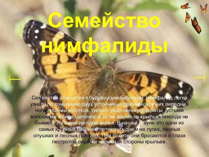 Семейство нимфалиды Семейство относится к булавоусым бабочкам. Нимфалид легко узнать по