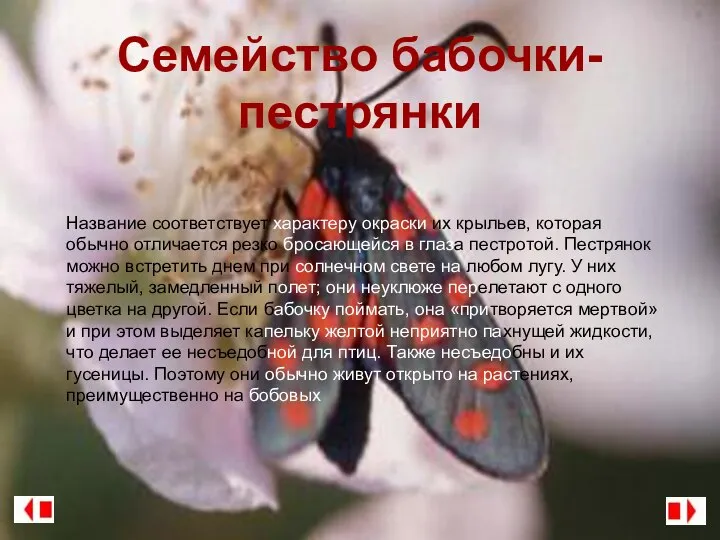 Семейство бабочки-пестрянки Название соответствует характеру окраски их крыльев, которая обычно отличается