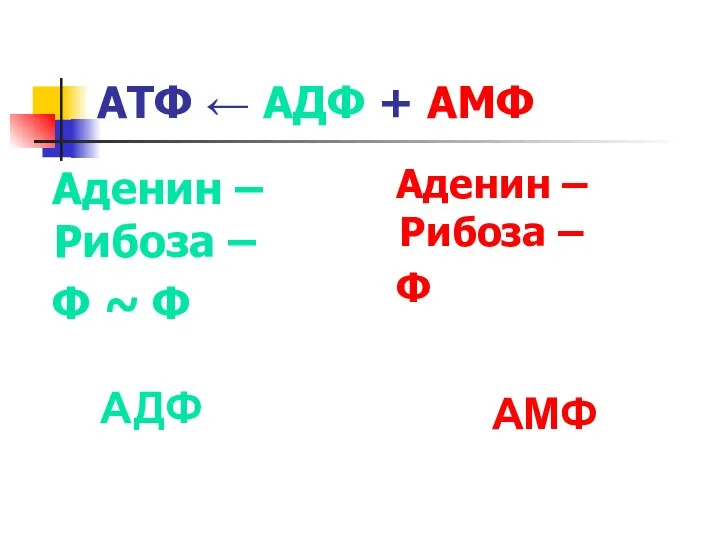 АТФ ← АДФ + АМФ Аденин – Рибоза – Ф ~