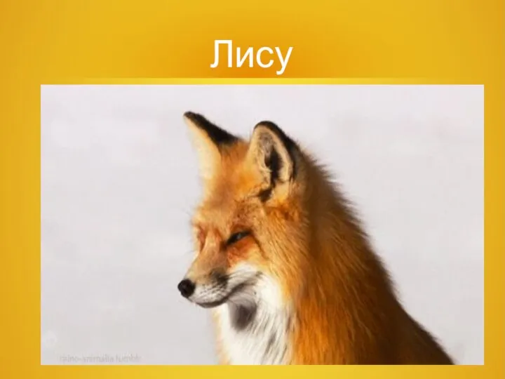 Лису