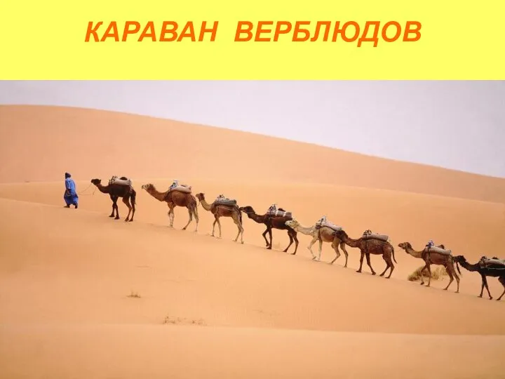 КАРАВАН ВЕРБЛЮДОВ