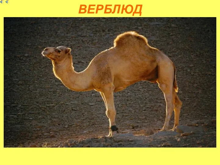 ВЕРБЛЮД